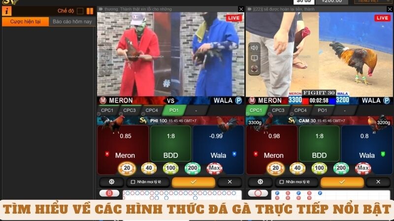 Tìm Hiểu Về Các Hình Thức Đá Gà Trực Tiếp Nổi Bật